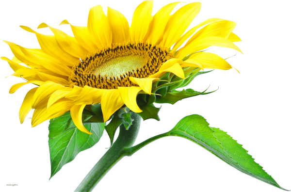 Подсолнух на белом фоне