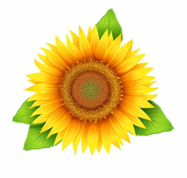 Подсолнух мультяшный