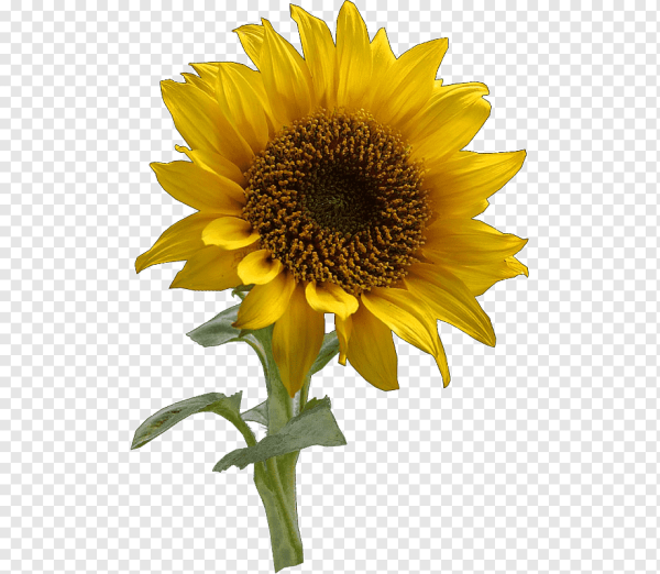 Подсолнух на белом фоне