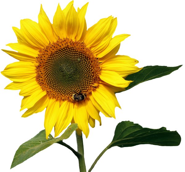 Подсолнечник на белом фоне