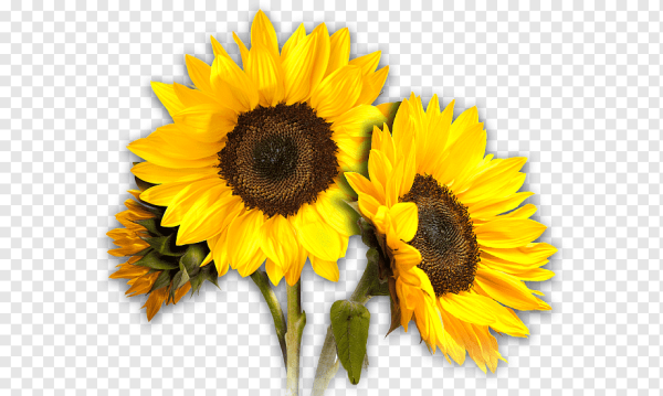 Подсолнух на белом фоне