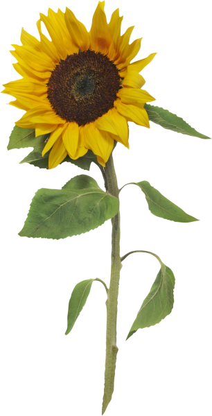 Подсолнух на белом фоне