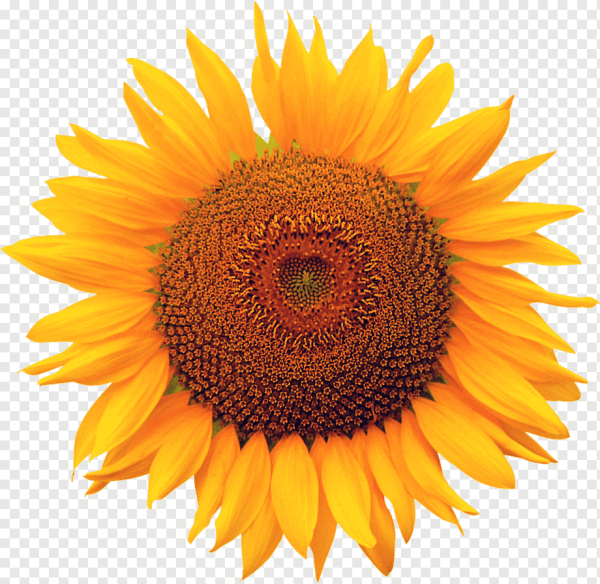 Подсолнечник на белом фоне