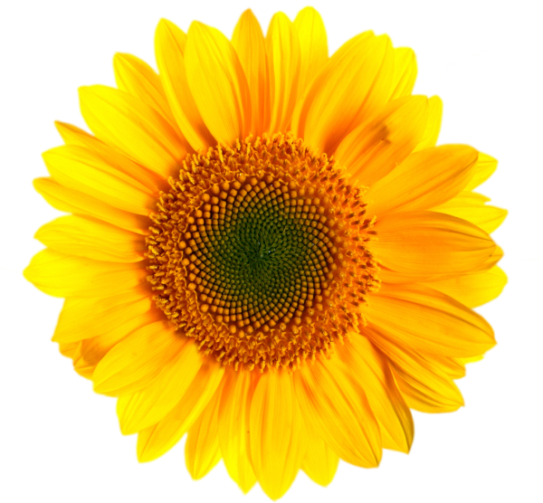 Подсолнухи на прозрачном фоне для фотошопа