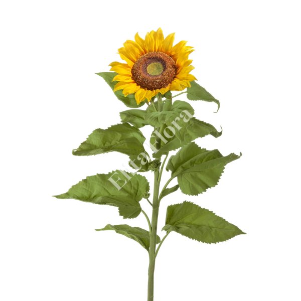 Подсолнух на прозрачном фоне