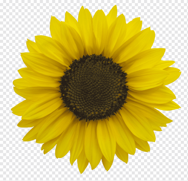 Подсолнух на прозрачном фоне