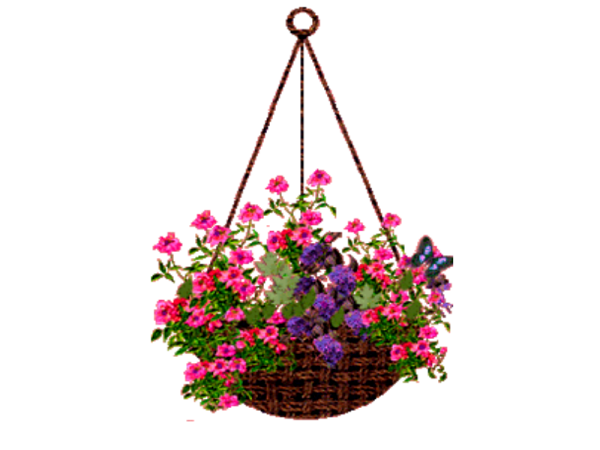 Цветок в кашпо для фотошопа на прозрачном фоне