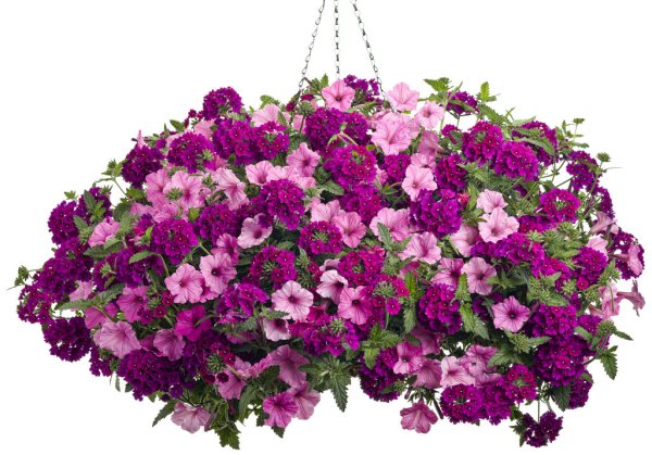 Петуния Blanket Rose Star