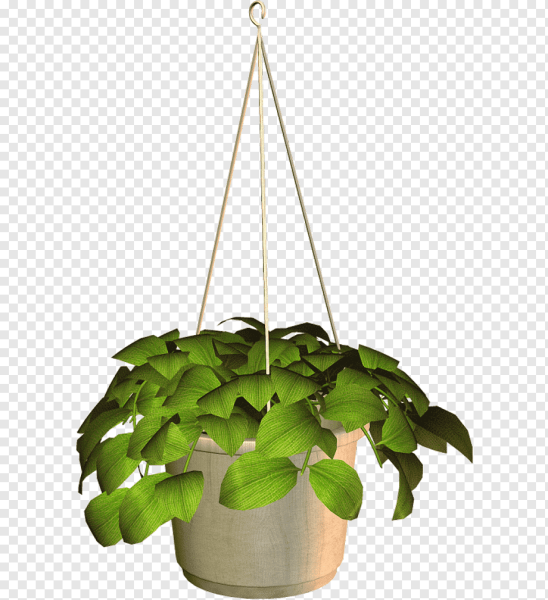 Свисающее растение в горшке