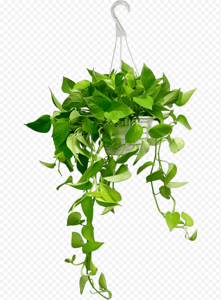 Цветок в горшке вьющийся