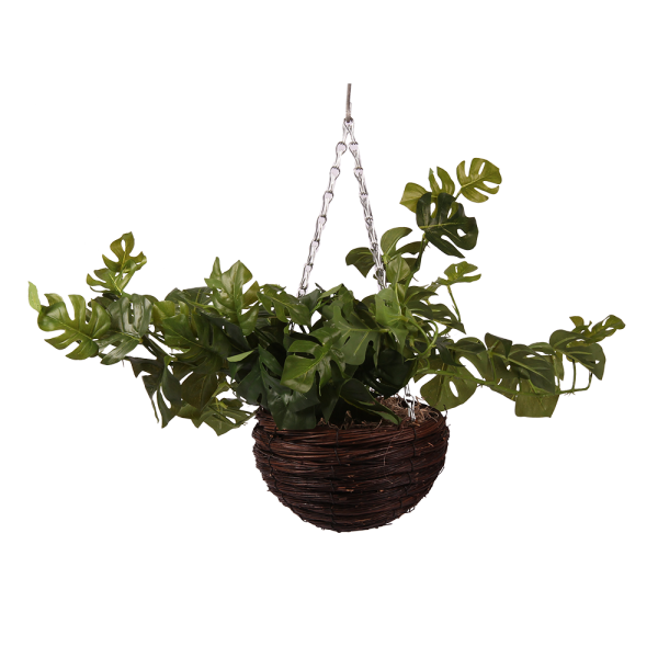 Levitating Plant на прозрачном фоне