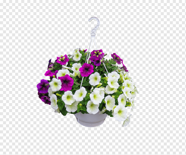 Петуния цветы Беатрис