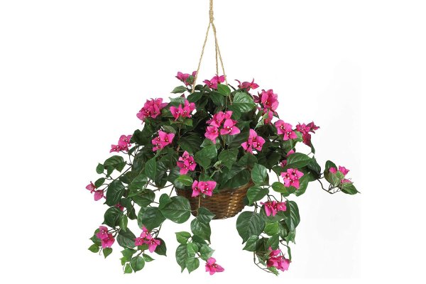 Артикул Bougainvillea Fuchsia