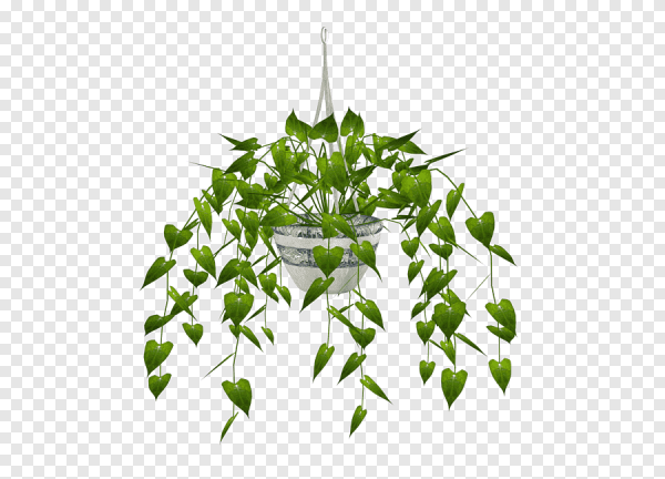 Свисающий цветок в горшке без фона