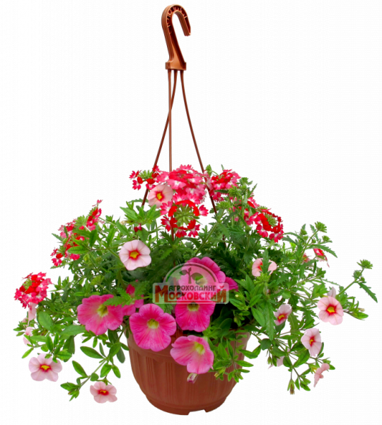 Ампельные петунии в подвесных кашпо