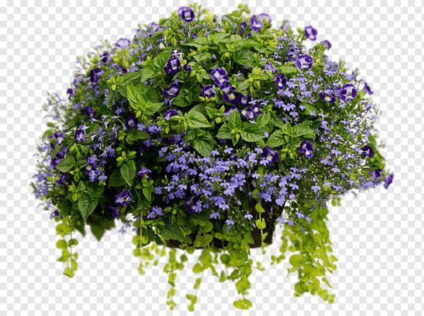 Фиалка вьющаяся ампельная