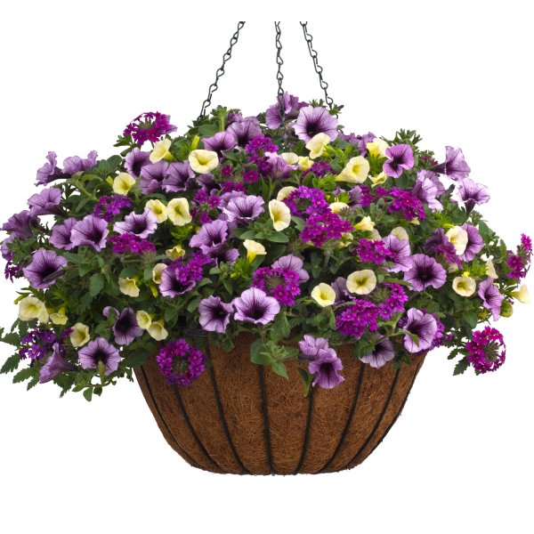 Контейнер Вербена калибрахоа