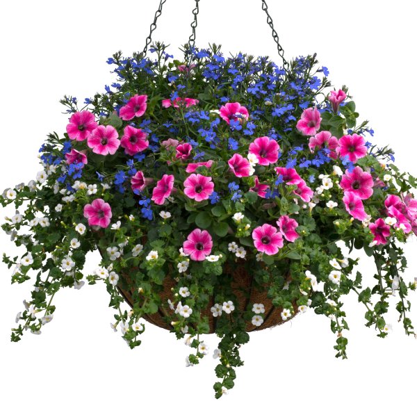 Бакопа с петунией