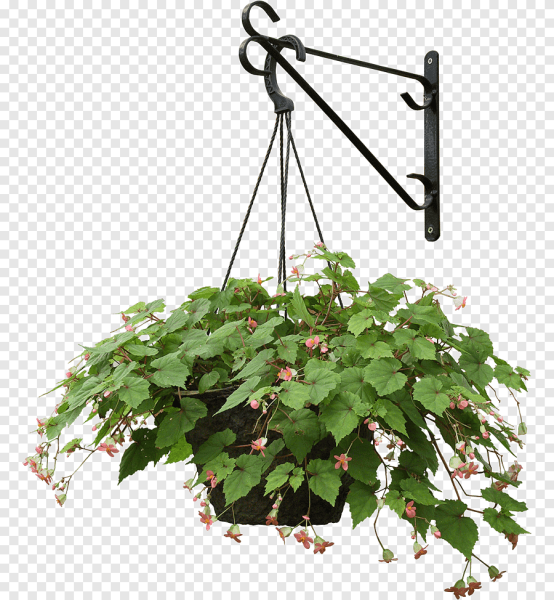 Кашпо с цветами на прозрачном фоне