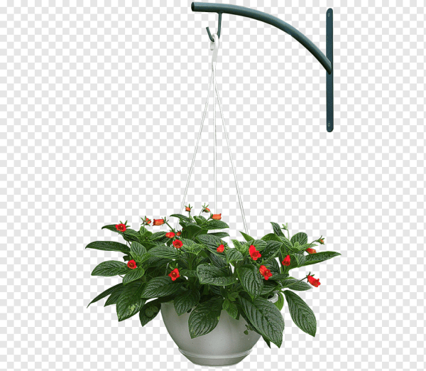 Цветы в кашпо на прозрачном фоне