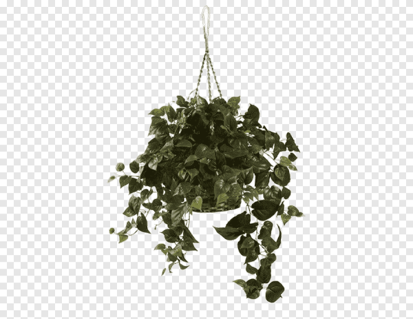 Цветок Дьявольский плющ