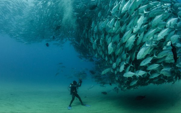 Рыбы под водой