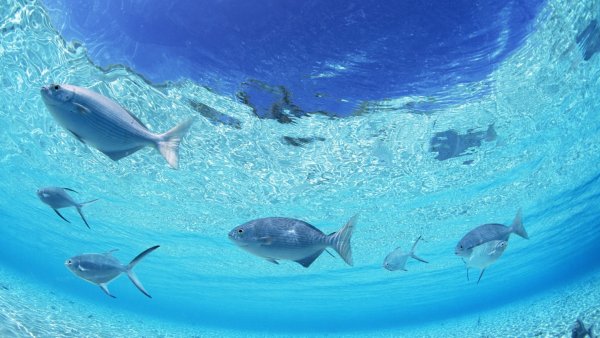 Рыбы в океане