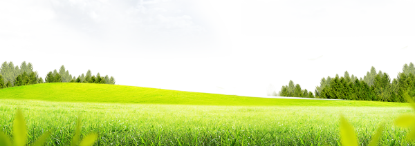 Поле на белом фоне