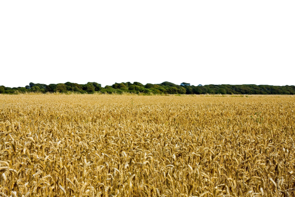 Поле для фотошопа