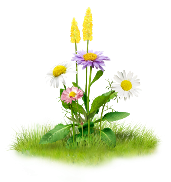 Полевые цветы на прозрачном фоне