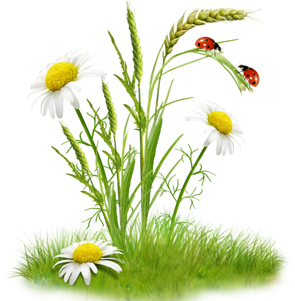 Полевые травы на прозрачном фоне