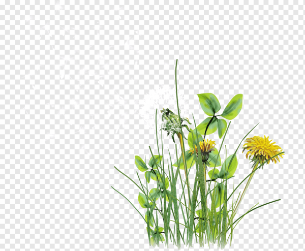 Полевые травы на белом фоне