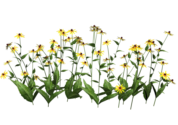 Растения без фона