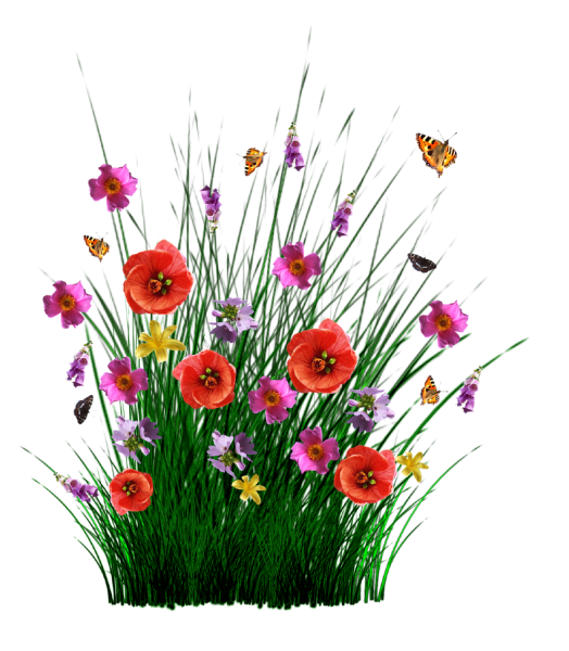 Полевые цветы на белом фоне