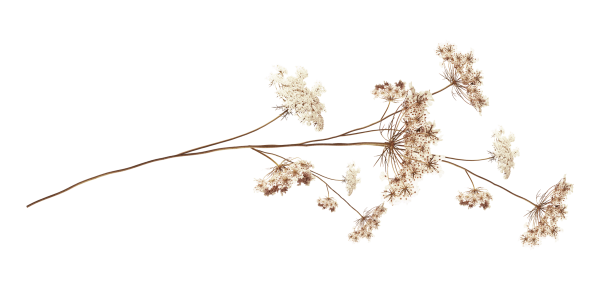 Веточка сухоцвета