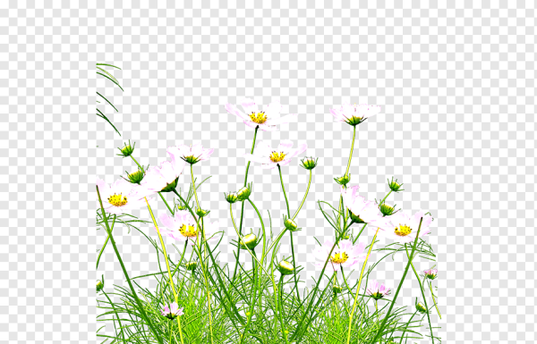 Полевые цветы на прозрачном фоне