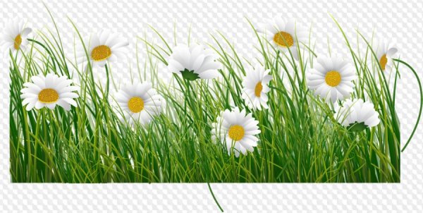 Поле ромашек на прозрачном фоне
