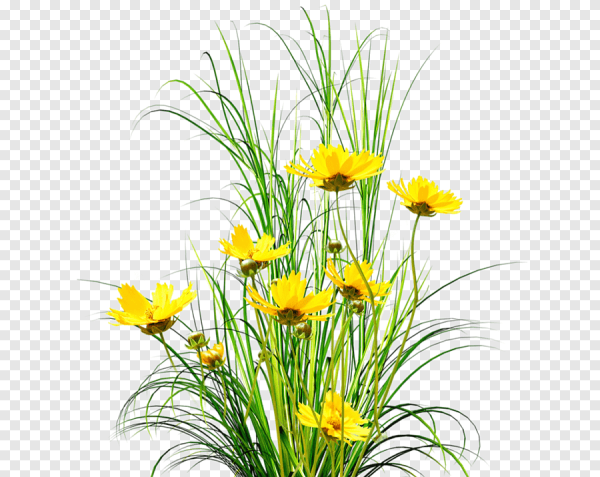 Трава на прозрачном фоне