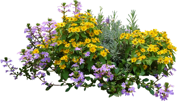 Вербена цветок