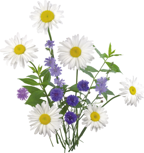 Букетик полевых цветов на прозрачном фоне