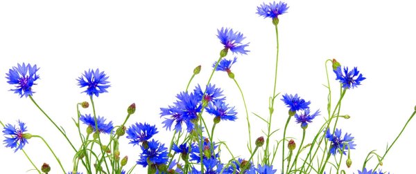 Полевые цветы на белом фоне