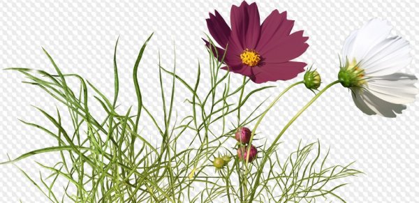 Клипарт полевые цветы на прозрачном фоне
