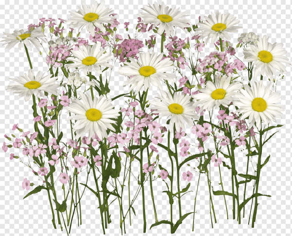 Полевые цветы на белом фоне