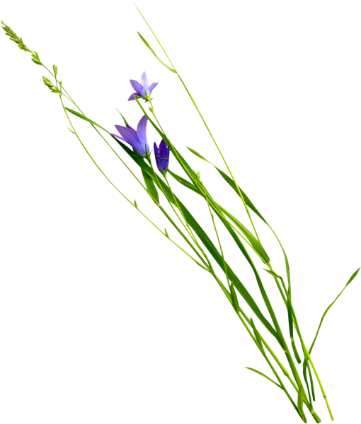 Полевые цветы на белом фоне