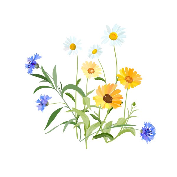 Луговые цветы