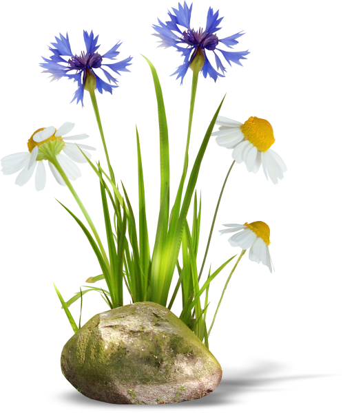 Векторные полевые цветы