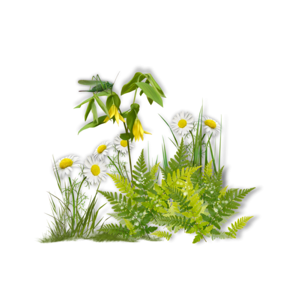 Полевые травы на прозрачном фоне