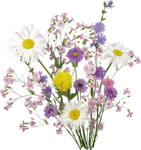 Полевые цветы на белом фоне