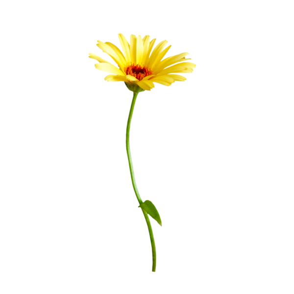 Желтые ромашки на белом фоне