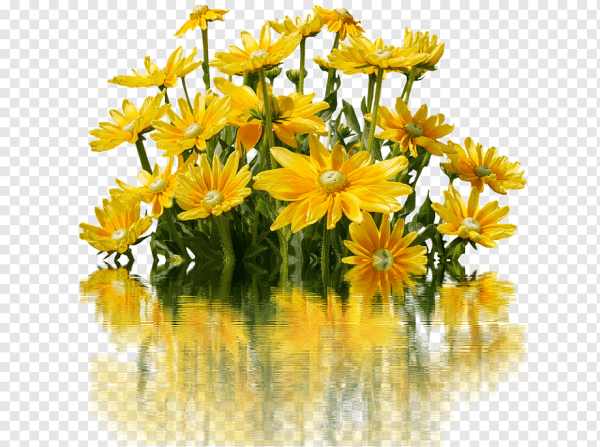 Желтые цветы клипарт